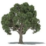 3DQuakers Forester for Cinema 4D